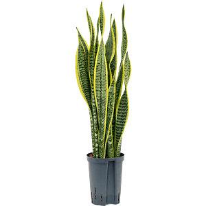 Sansevieria trifasciata 'Laurentii'