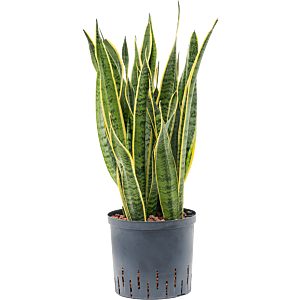 Sansevieria trifasciata 'Laurentii'
