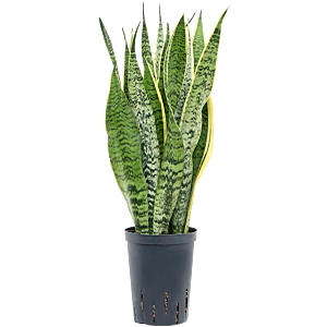 Sansevieria trifasciata 'Laurentii'