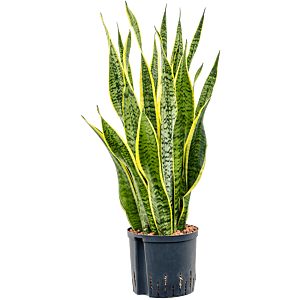Sansevieria trifasciata 'Laurentii'