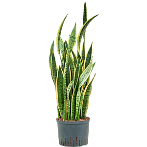 Sansevieria trifasciata 'Laurentii'