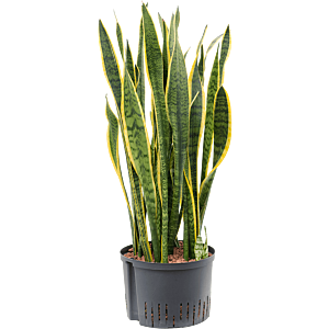 Sansevieria trifasciata 'Laurentii'