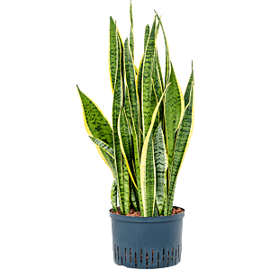 Sansevieria trifasciata 'Laurentii'