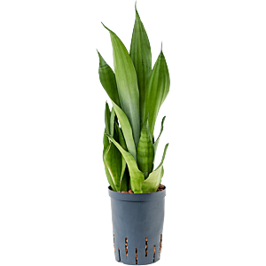Sansevieria trifasciata 'Moonshine'