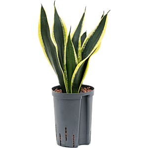 Sansevieria trifasciata 'Super Flame'