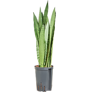 Sansevieria trifasciata 'Silver Mist'