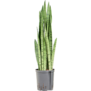 Sansevieria trifasciata 'Silver Mist'