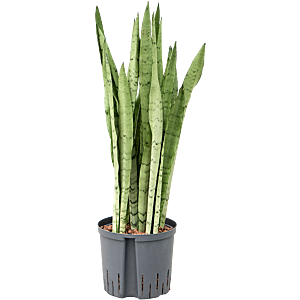 Sansevieria trifasciata 'Silver Mist'