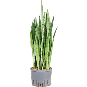 Sansevieria trifasciata 'Silver Mist'