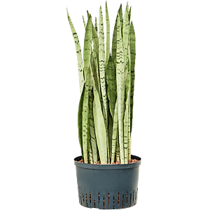Sansevieria trifasciata 'Silver Mist'