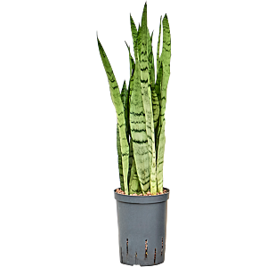 Sansevieria trifasciata 'Silver Mist'
