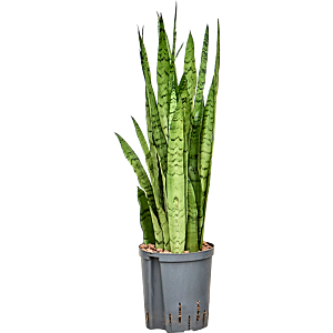 Sansevieria trifasciata 'Silver Mist'