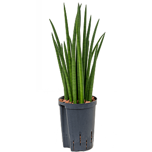Sansevieria cylindrica 'Spikes'