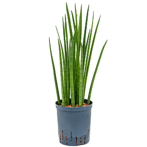 Sansevieria cylindrica 'Spikes'