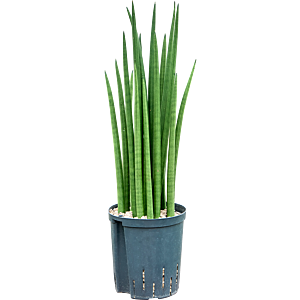 Sansevieria cylindrica 'Spikes'