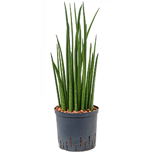 Sansevieria cylindrica 'Spikes'