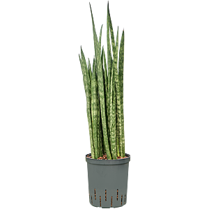 Sansevieria trifasciata 'Snake Skin'