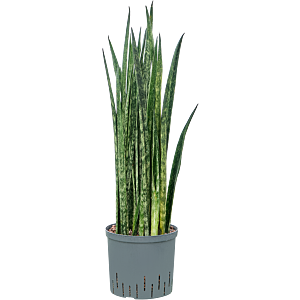 Sansevieria trifasciata 'Snake Skin'