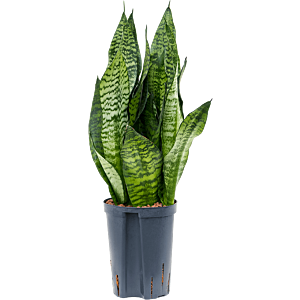 Sansevieria zeylanica 'Compacta'