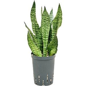 Sansevieria zeylanica 'Compacta'