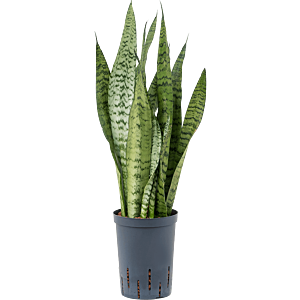 Sansevieria zeylanica