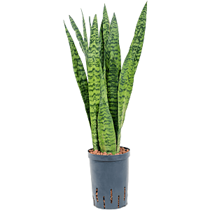 Sansevieria zeylanica