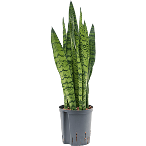 Sansevieria zeylanica