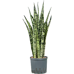 Sansevieria zeylanica