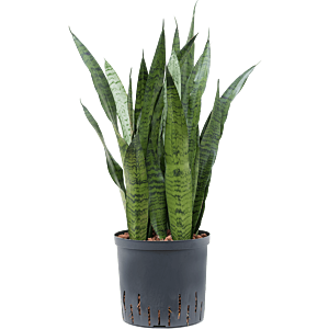 Sansevieria zeylanica