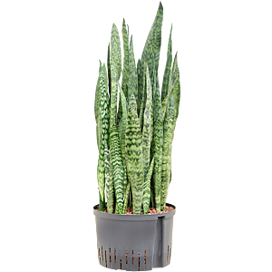 Sansevieria zeylanica