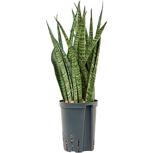Sansevieria zeylanica 'Narrow'