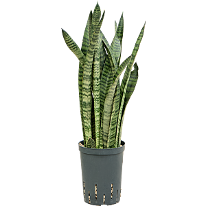 Sansevieria zeylanica 'Narrow'