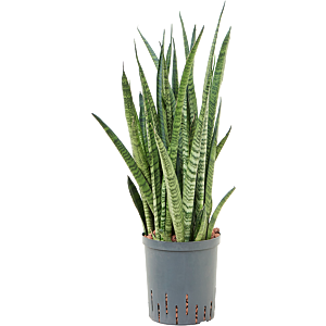 Sansevieria zeylanica 'Narrow'