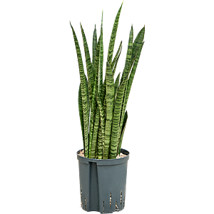 Sansevieria zeylanica 'Narrow'