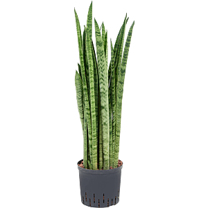 Sansevieria zeylanica 'Narrow'