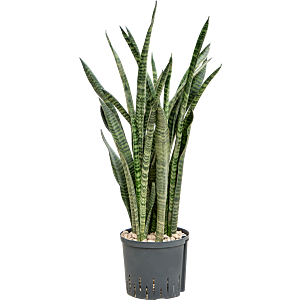 Sansevieria zeylanica 'Narrow'