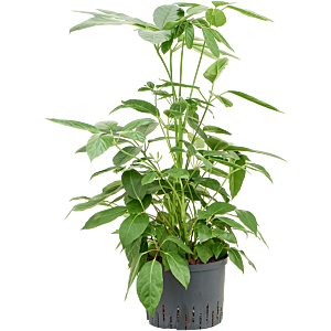 Schefflera Actinophylla