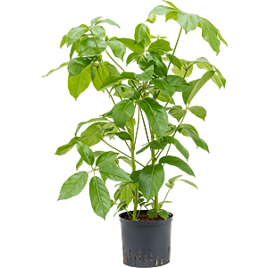 Schefflera actinophylla 'Amate'