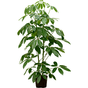 Schefflera actinophylla 'Amate'