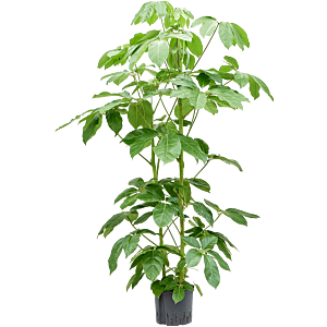 Schefflera actinophylla 'Amate'