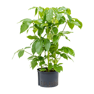 Schefflera actinophylla 'Amate'