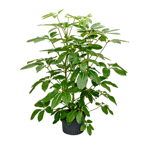 Schefflera actinophylla 'Amate'