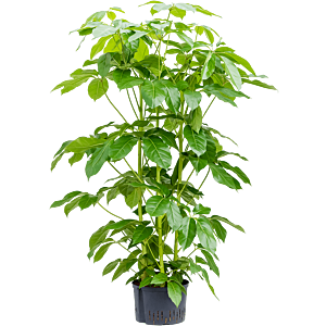 Schefflera actinophylla 'Amate'