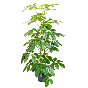 Schefflera actinophylla 'Amate'