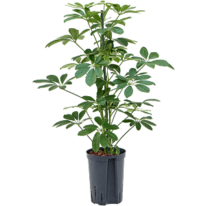 Schefflera arboricola 'Compacta'