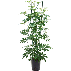 Schefflera arboricola 'Compacta'