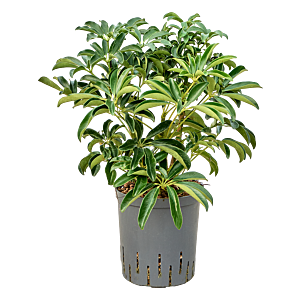 Schefflera arboricola 'Compacta'