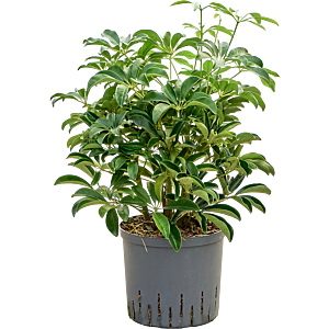 Schefflera arboricola 'Compacta'