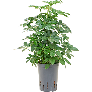 Schefflera arboricola 'Compacta'