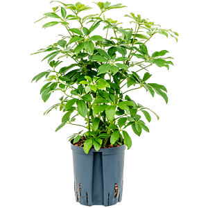 Schefflera arboricola 'Compacta'